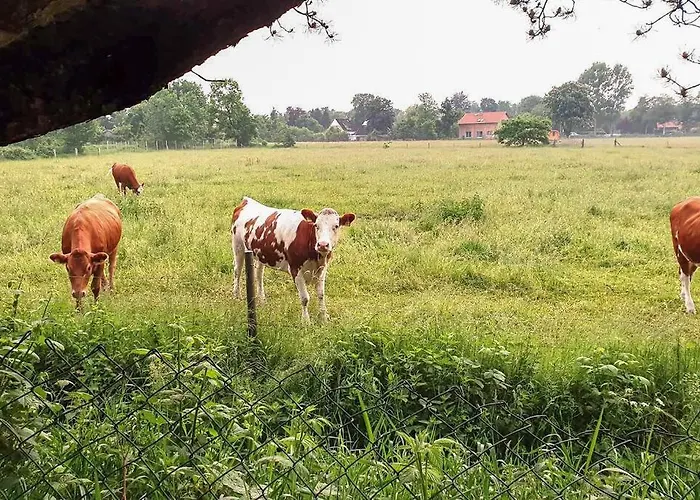 Carl 7 - Ruhig, Bezaubernd, Eigen